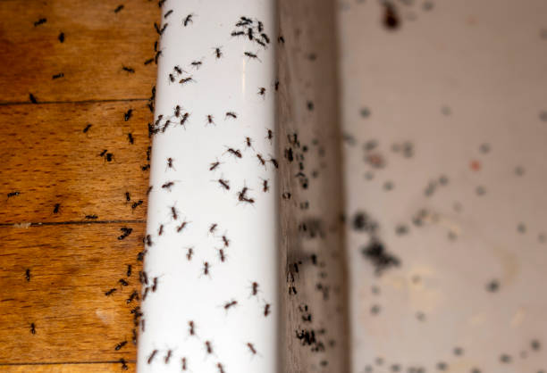 Best Pest Prevention Services  in Monrovia, IN